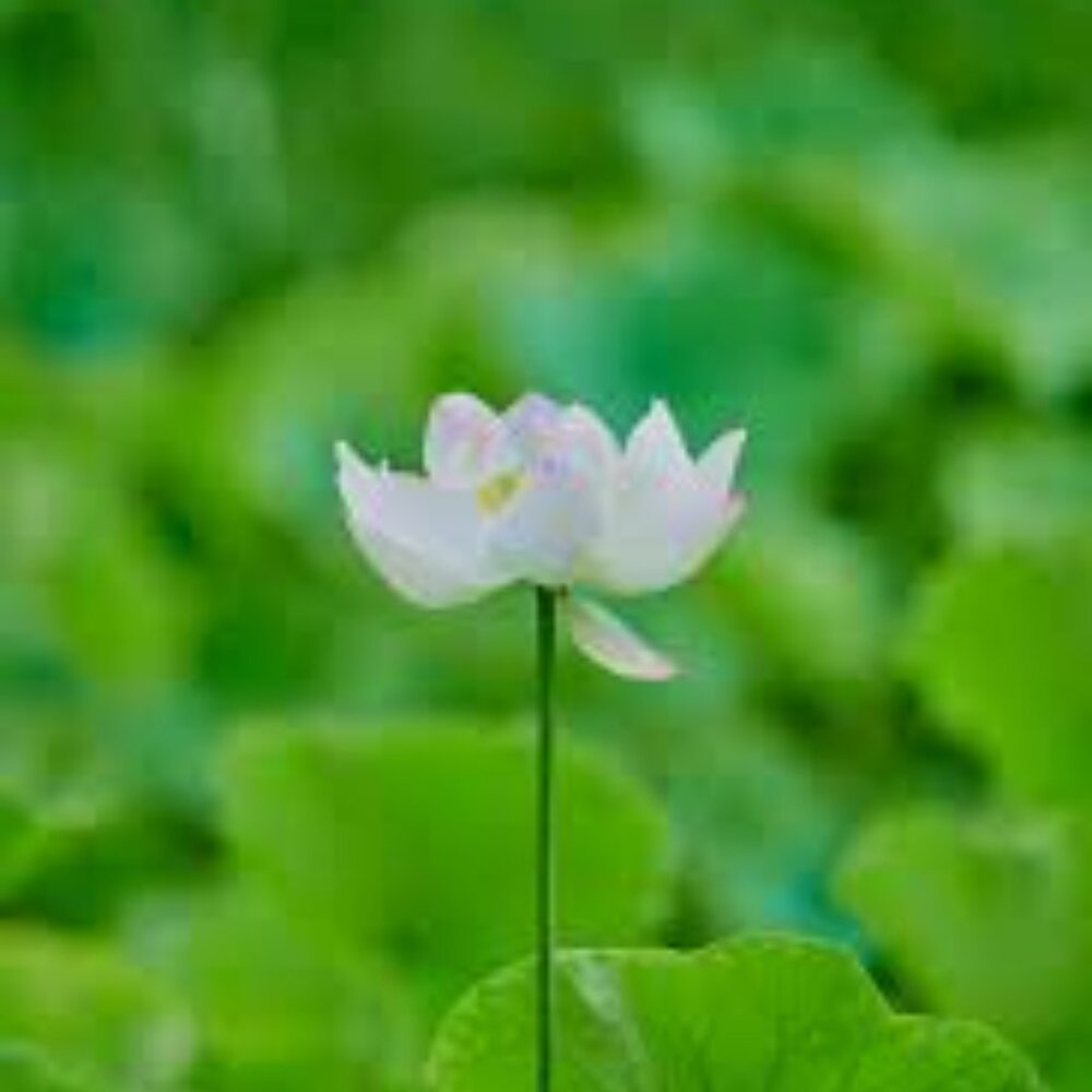 Come to the 'They share the same name' Share Show on March 1st! - Picture 5 of 5